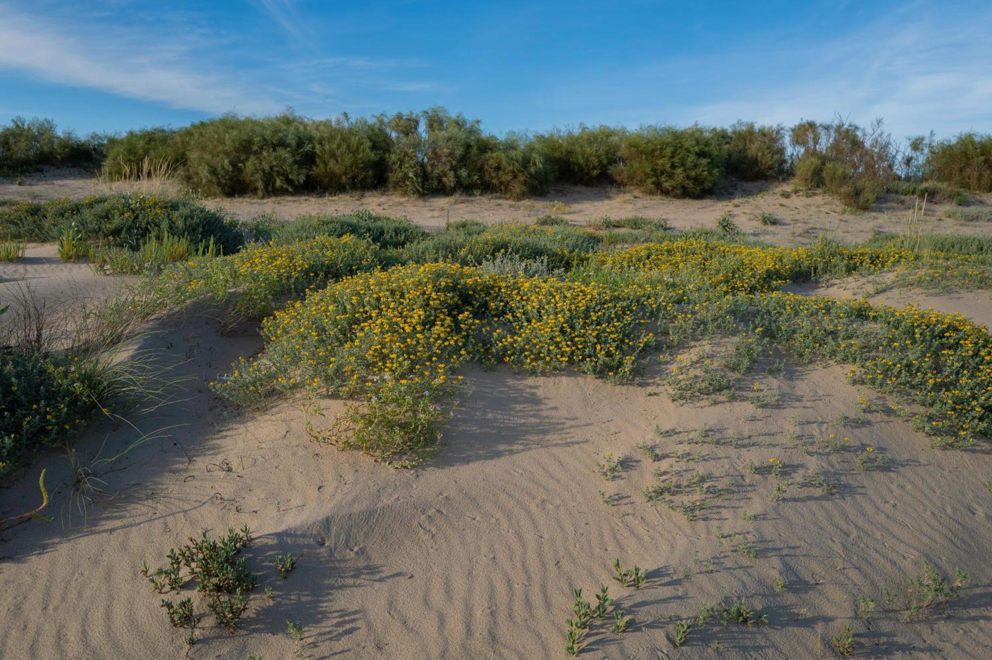 Apartamento - Atico Isla Canela Ayamonte Εξωτερικό φωτογραφία